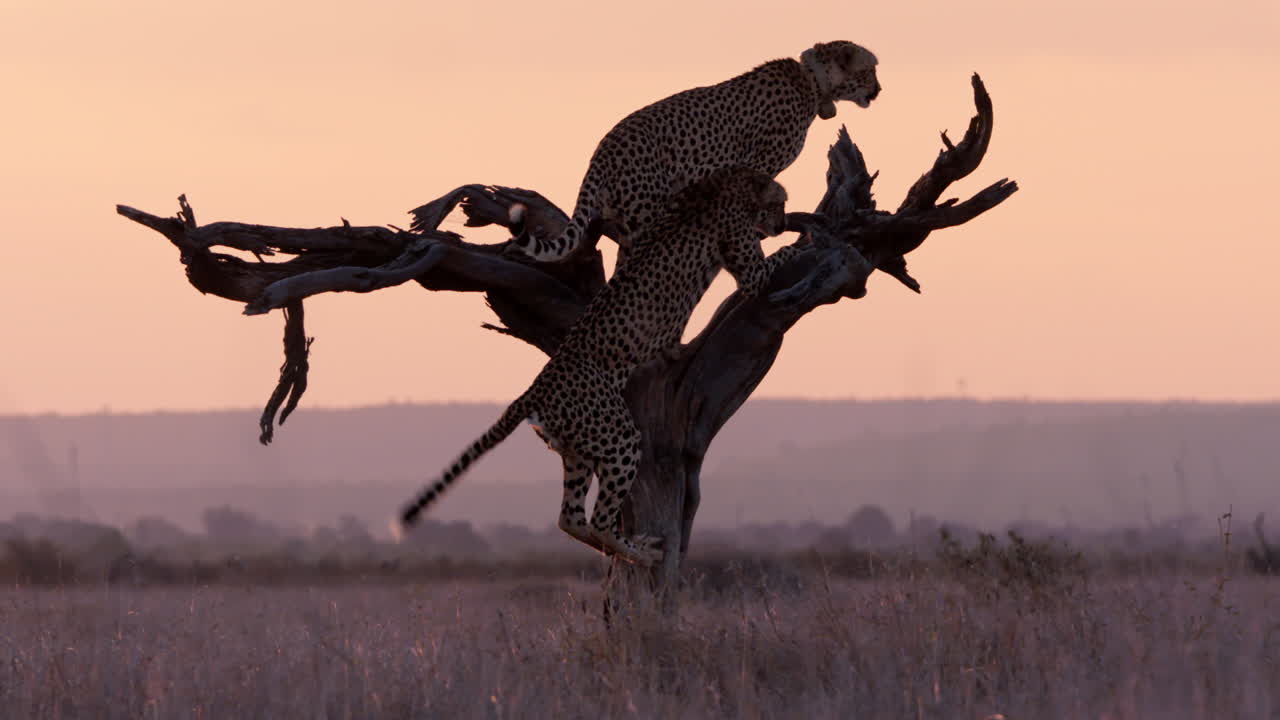 Extreme wide shot of two cheetahs climbing up a dead tree