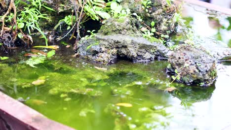 a tranquil pond surrounded by vibrant greenery