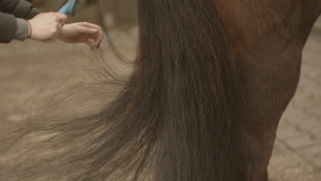 girl comb a black tail of older brown horse in slow motion