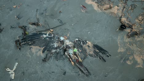 aerial view of a bird cadaver lying on a polluted beach suggesting environmental impact