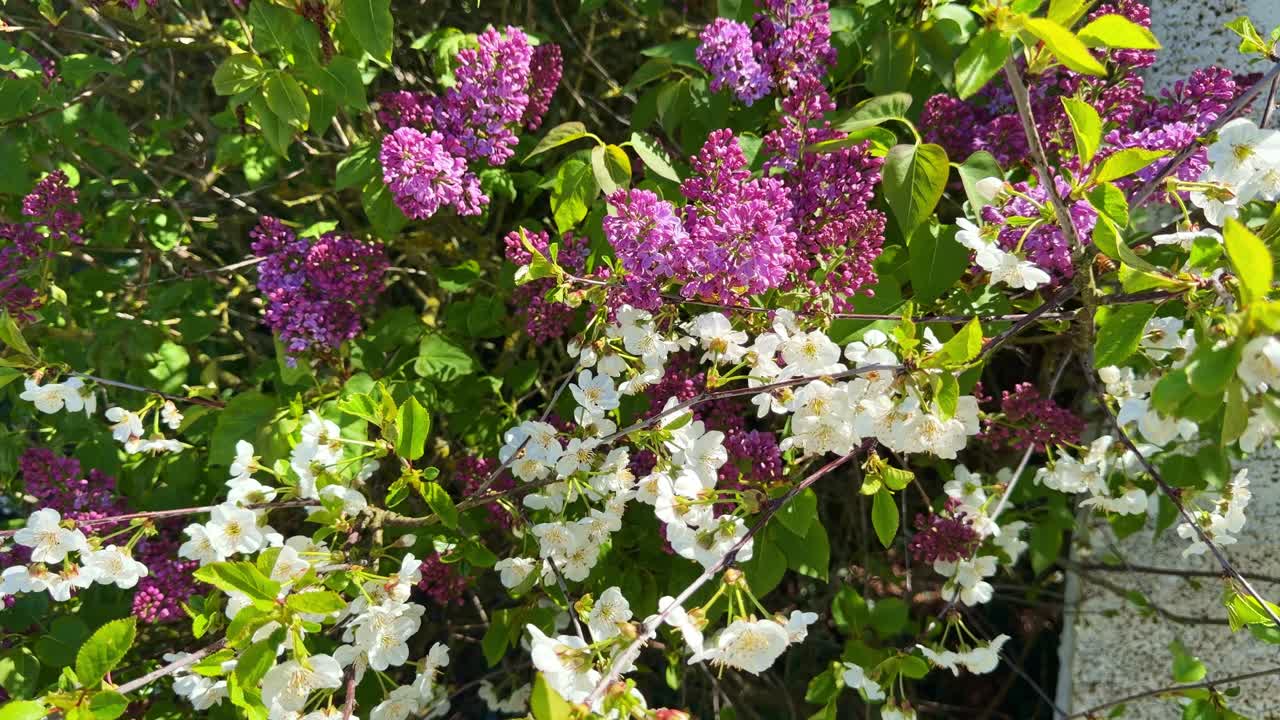 Mix of purple lilac, Syringa vulgaris and white cherry flowers blooming together in garden in spring