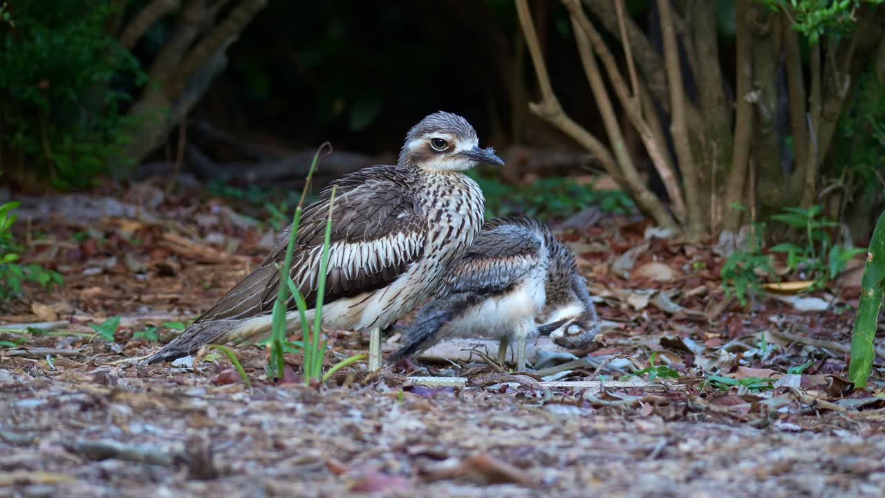 A mother Australian bush-stone curlew standing still and guarding the territory, while the little chick preening and grooming its feathers on the side
