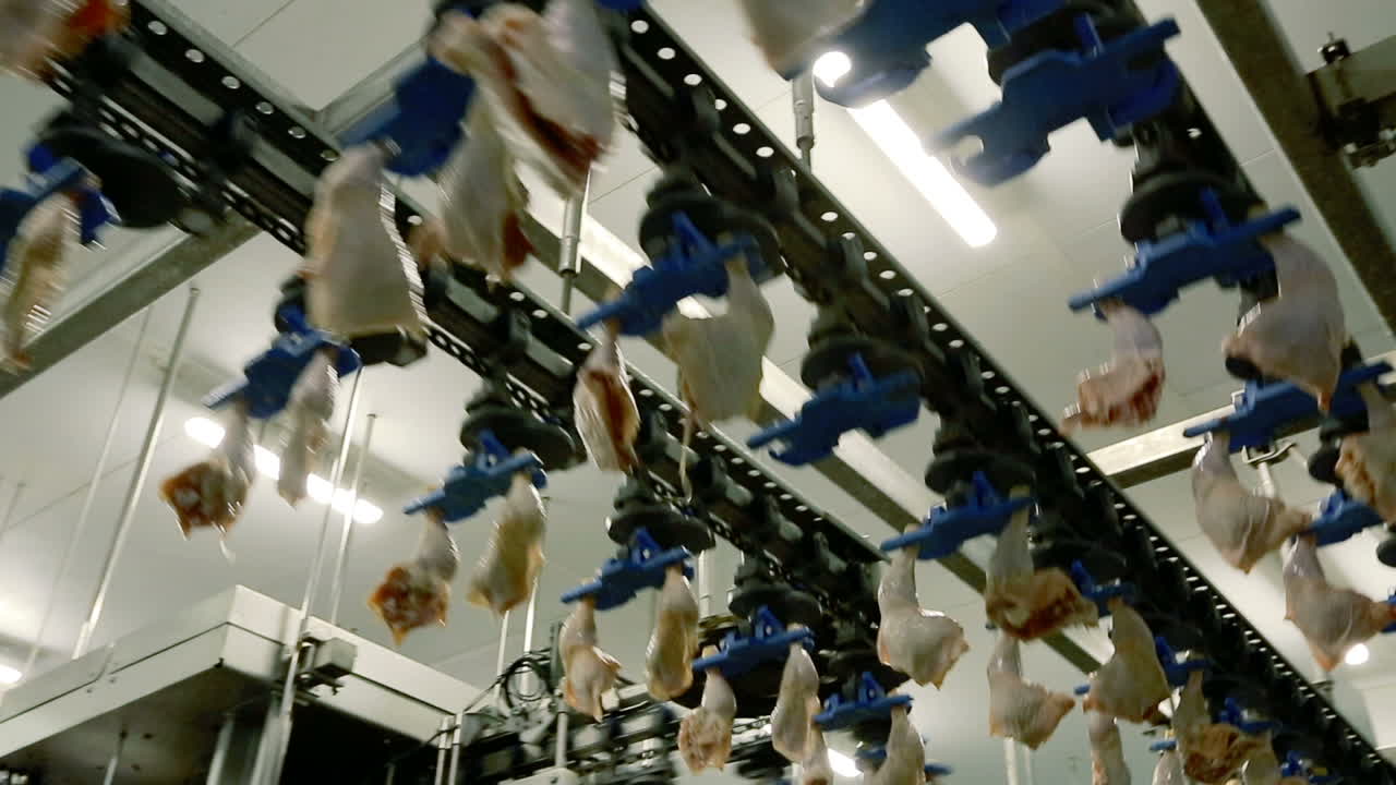 Poultry Processing Plant. VINNITSA, UKRAINE SEPTEMBER 2017: Chicken on conveyor belt in meat factory