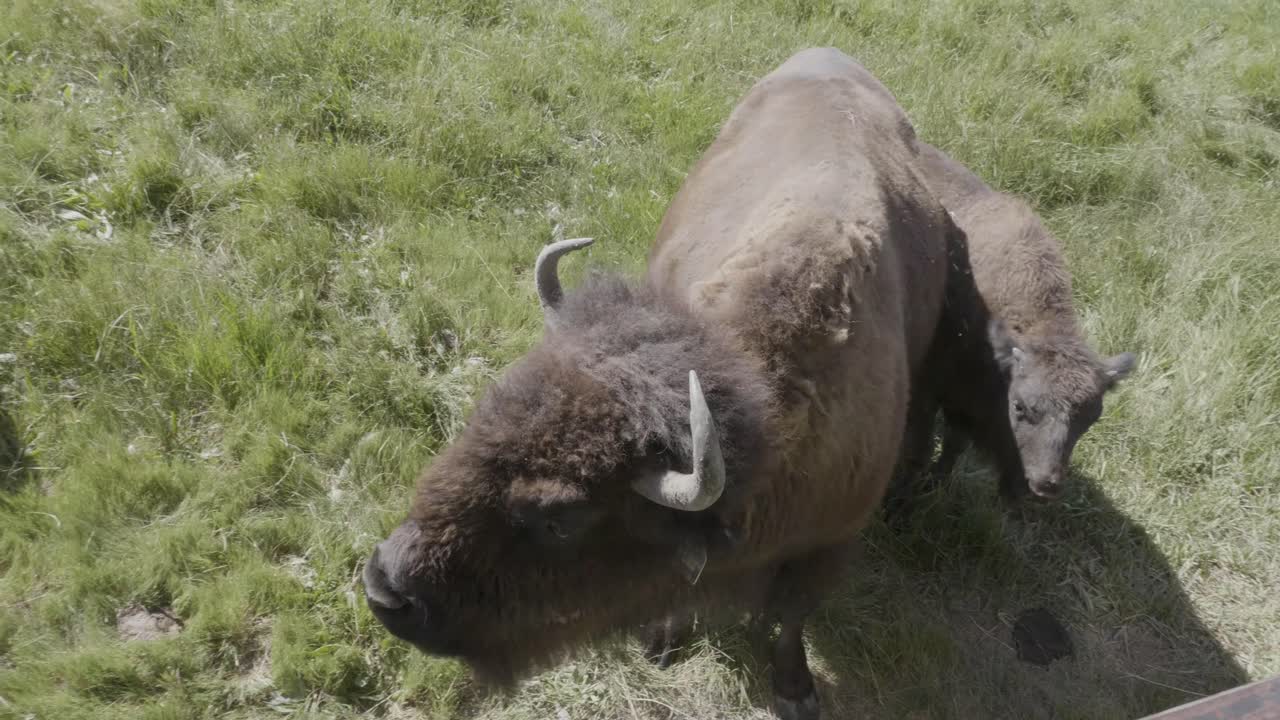 closeup of bison with baby