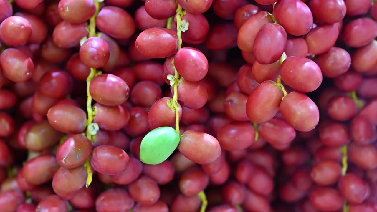 아랍 에미리트 의 날짜 축제 기간 에 전시 된 신선 한 에미리트 날짜