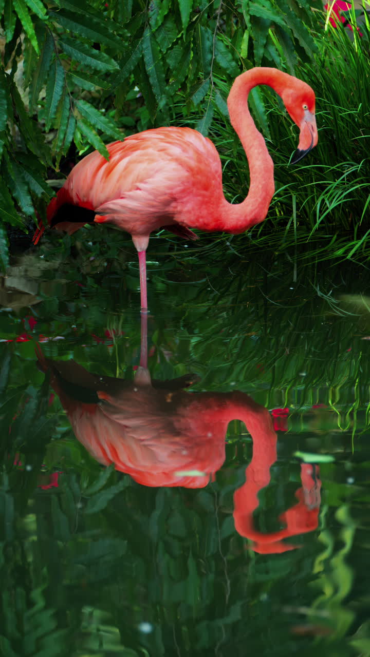 Close up of beautiful, pink flamingo standing in water at a zoo