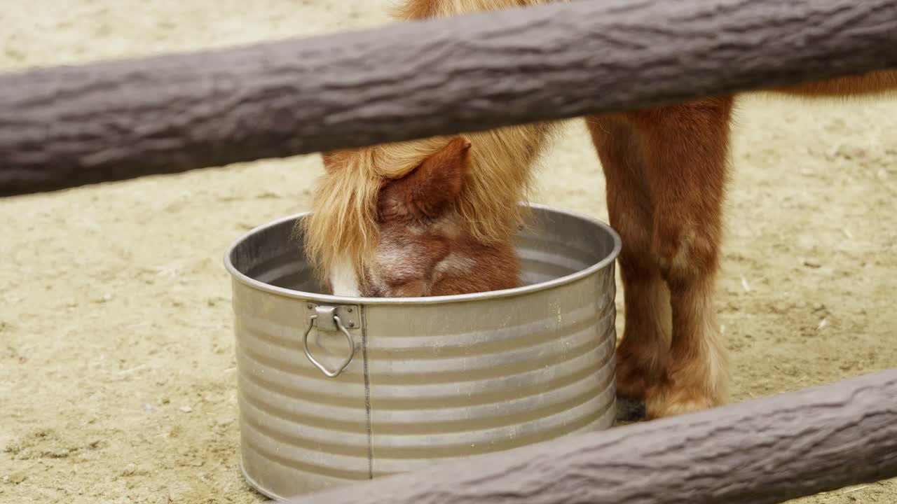 Braunes Pony, das in einem örtlichen Pferdestall aus einem Eimer frisst