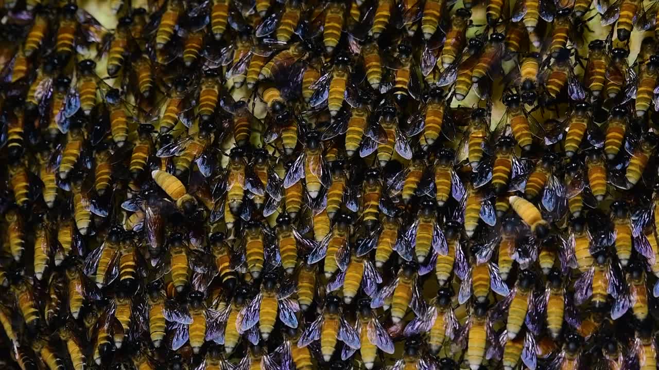 se sabe que las abejas melíferas gigantes construyen grandes colonias de nidos con bolsillos simétricos hechos de cera para almacenar miel como fuente de alimento.