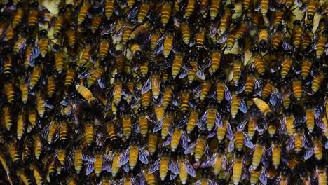 巨型蜜蜂 (giant honey bees) 建立了巨大的巢穴, 裡面有對稱的<unk>袋, 用來儲存蜂蜜作為食物來源.