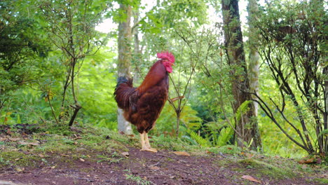 gallo parado en un fondo natural
