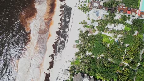 caribbean beach, seaweed pollution, shoreline traffic, birdseye view