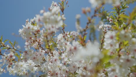 wild plum tree flower bossoming to full bloom on a light blue background in spring, with stabilized camera