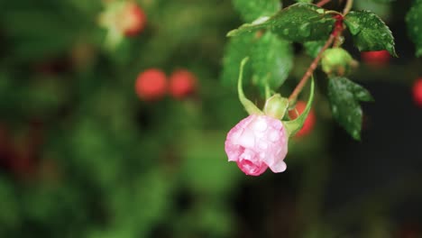 Rain-drops-on-beautiful-rose-after-rains