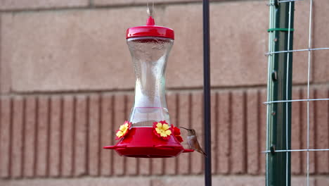 Un-Colibrí-De-Cola-Ancha-Posado-En-Un-Alimentador-Se-Aleja---Cámara-Lenta