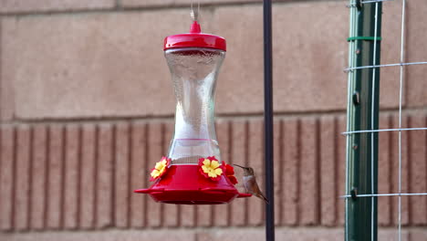 un colibrí de cola ancha posado en un alimentador se aleja - cámara lenta