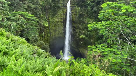 stunning view of akaka waterfall on the big island of hawaii in a lush green rainforest as seen from the hiking trail - tilt down