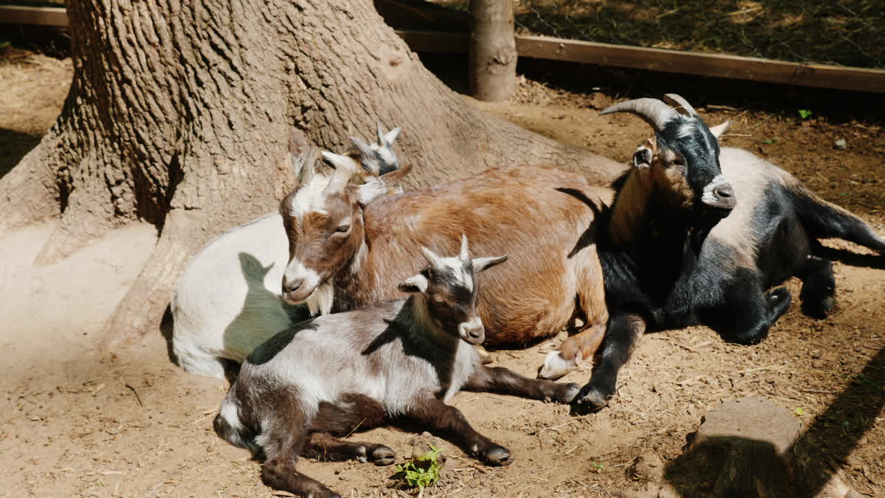 Varias cabras divertidas descansan a la sombra de un árbol