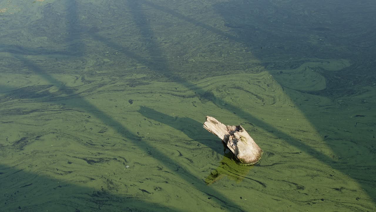 Toxic cyanobacteria bloom drifts by deadhead log at slow river surface