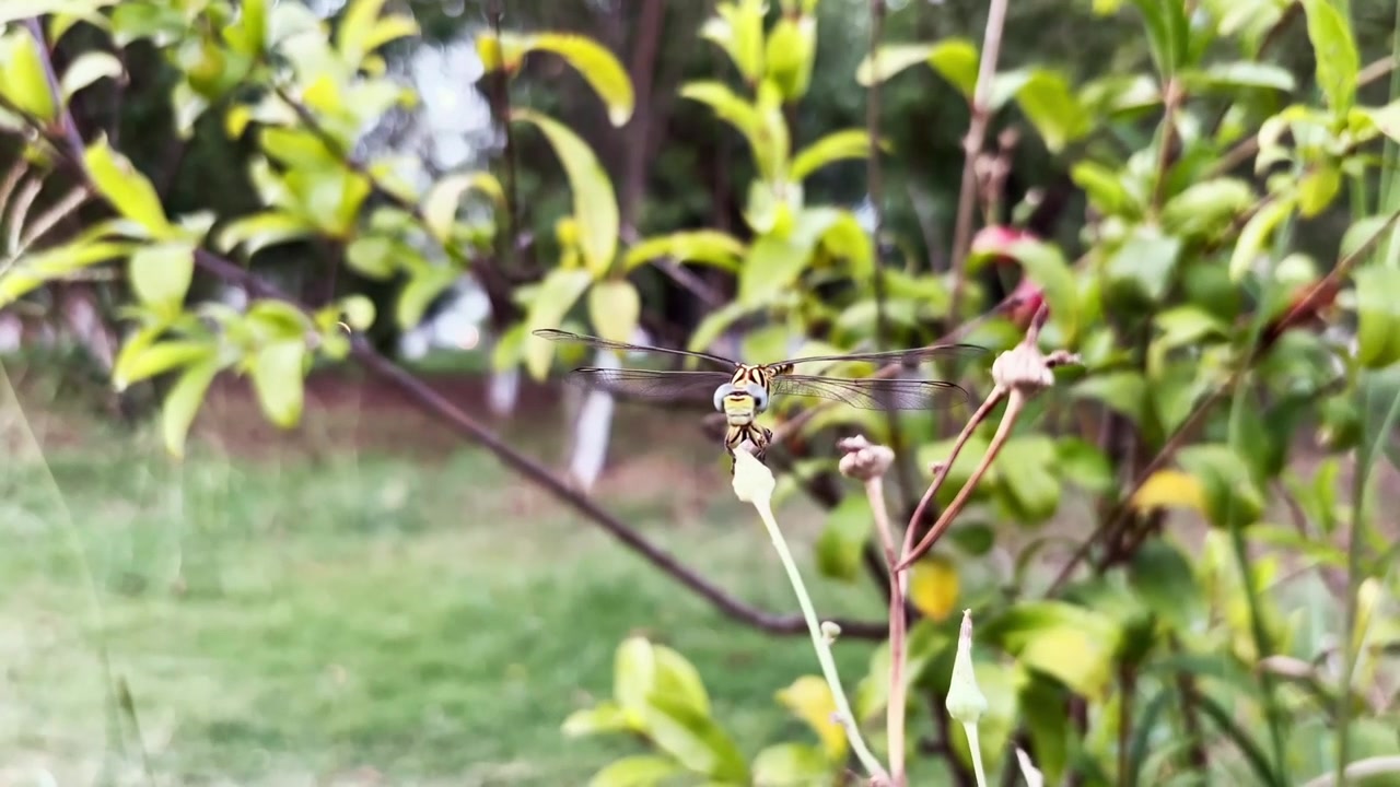 Primo piano di una libellula che riposa su uno stelo di pianta in un giardino naturale durante il giorno.
