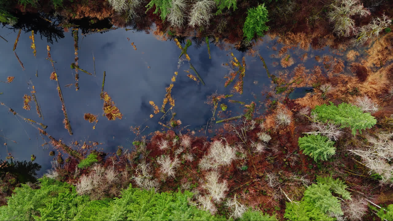 vista de pájaro del noroeste del pacífico de un arroyo y un río con troncos flotantes y nubes que reflejan en el bosque de hoja perenne en el estado de washington