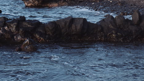 adult sea turtle in the waves by the rocky beach in hawaii