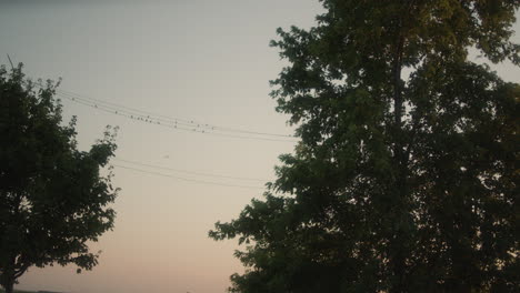 los pájaros se sientan en un alambre al atardecer en tierras rurales de missouri y se van volando