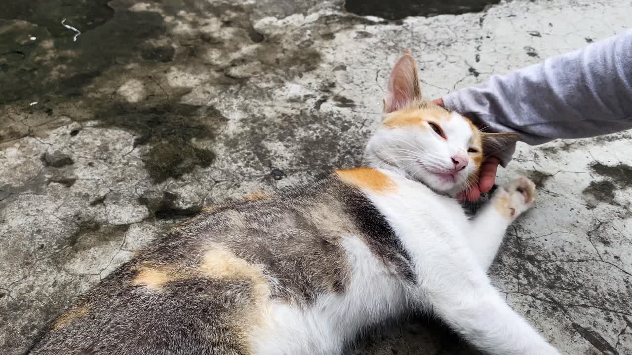 고양이가 놀고 있을 때 아이의 손을 물었다. 공격적인 방글라데시 고양이