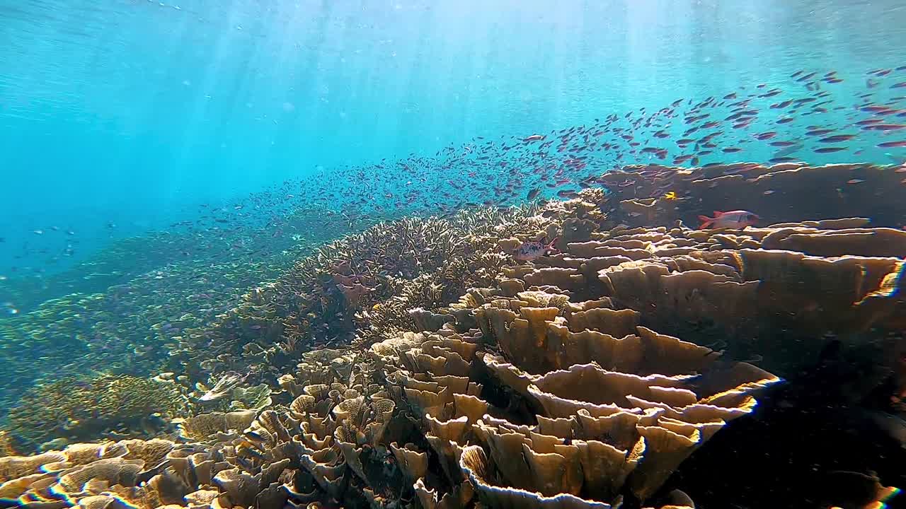 colorful healthy coral reef with sun rays and lots of small fish