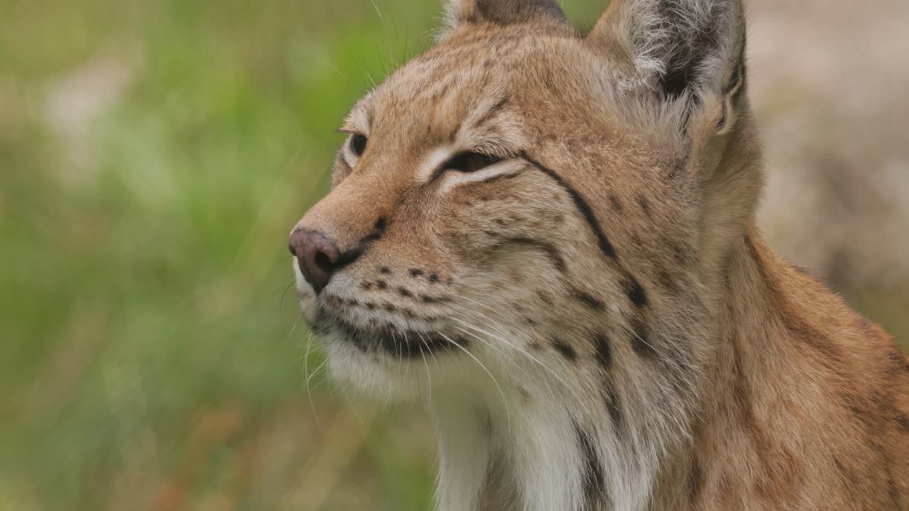 el lince eurasiático (lince lince) en el bosque.