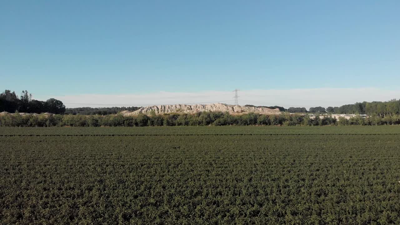 큰 모래 언덕을 배경으로 국제 경매 판매를 위해 수확하기 전에 꽃 한 쌍이 남아 있는 최근에 향하고 있는 백합 밭 위를 날아 오르십시오.