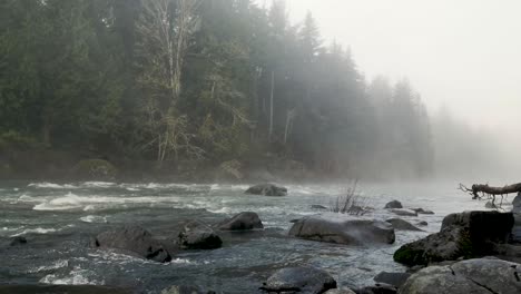 flowing water on the snoqualmie river with evergreen forest on a foggy day in washington, usa