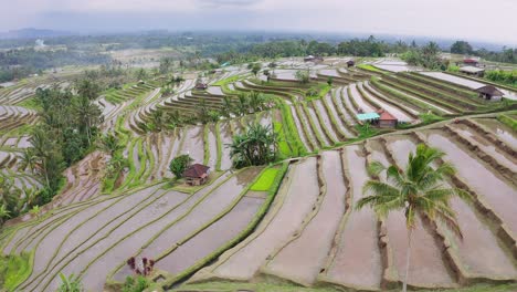 stunning aerial rising shot of water filled jatiluwih rice terrace in bali, indonesia. 4k drone