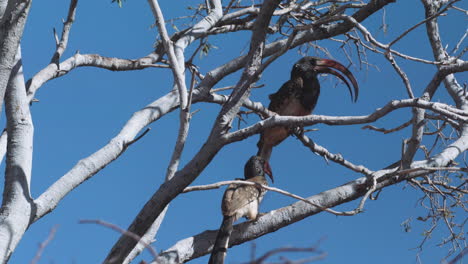 two-Damara-red-billed-hornbills-on-a-leafless-tree-with-blue-sky-in-background,-medium-shot