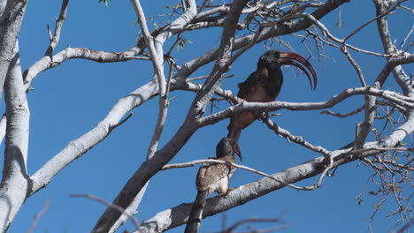 dos cálaos de pico rojo damara en un árbol sin hojas con cielo azul en el fondo, plano medio