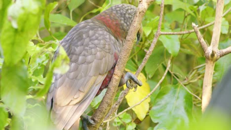 close up of a kaka parrot eating food while perched in a tree