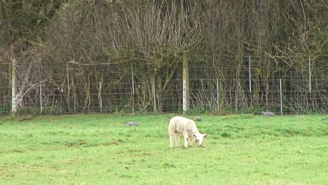 Pigeons-feeding-in-the-background-while-a-spring-lamb-is-grazing-in-a-field-in-England
