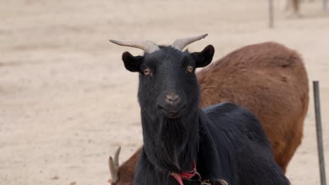 young black goat staring in-camera lens at a farm