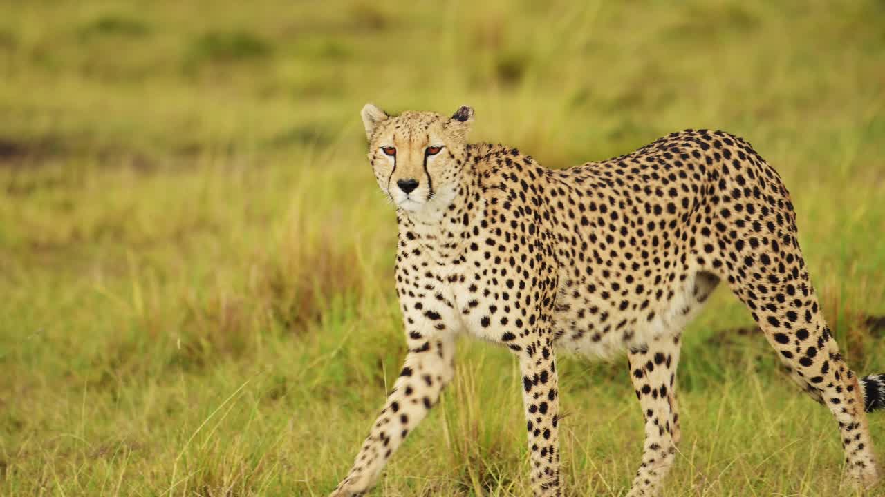 toma en cámara lenta de la vida silvestre africana en peligro en la reserva nacional de masai mara, animal en peligro de extinción, necesidad de protección y conservación en kenia, áfrica animales de safari en masai mara