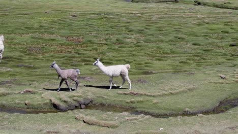 camera follows fluffy grey llama jumping over small creek in pasture