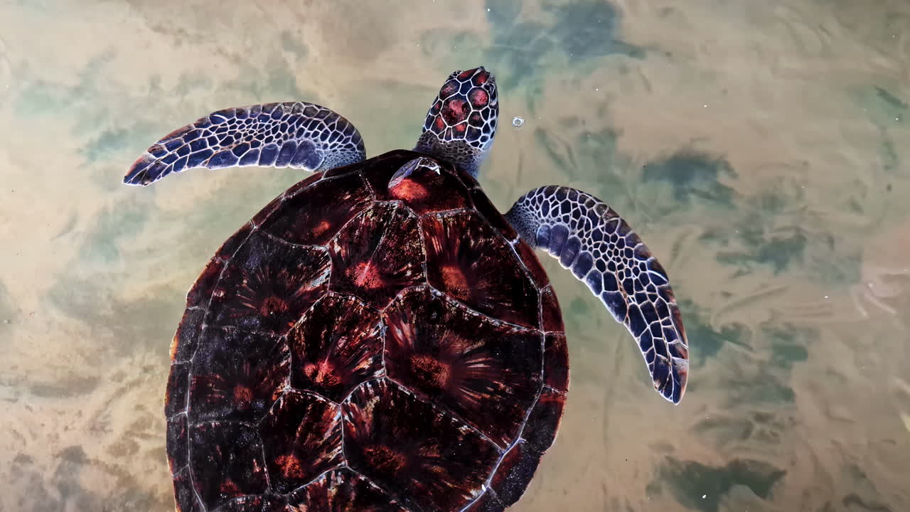 Top down view of a beautiful young sea turtle with a patterned shell swimming in a conservation pool at the Koggala Hatchery in Sri Lanka