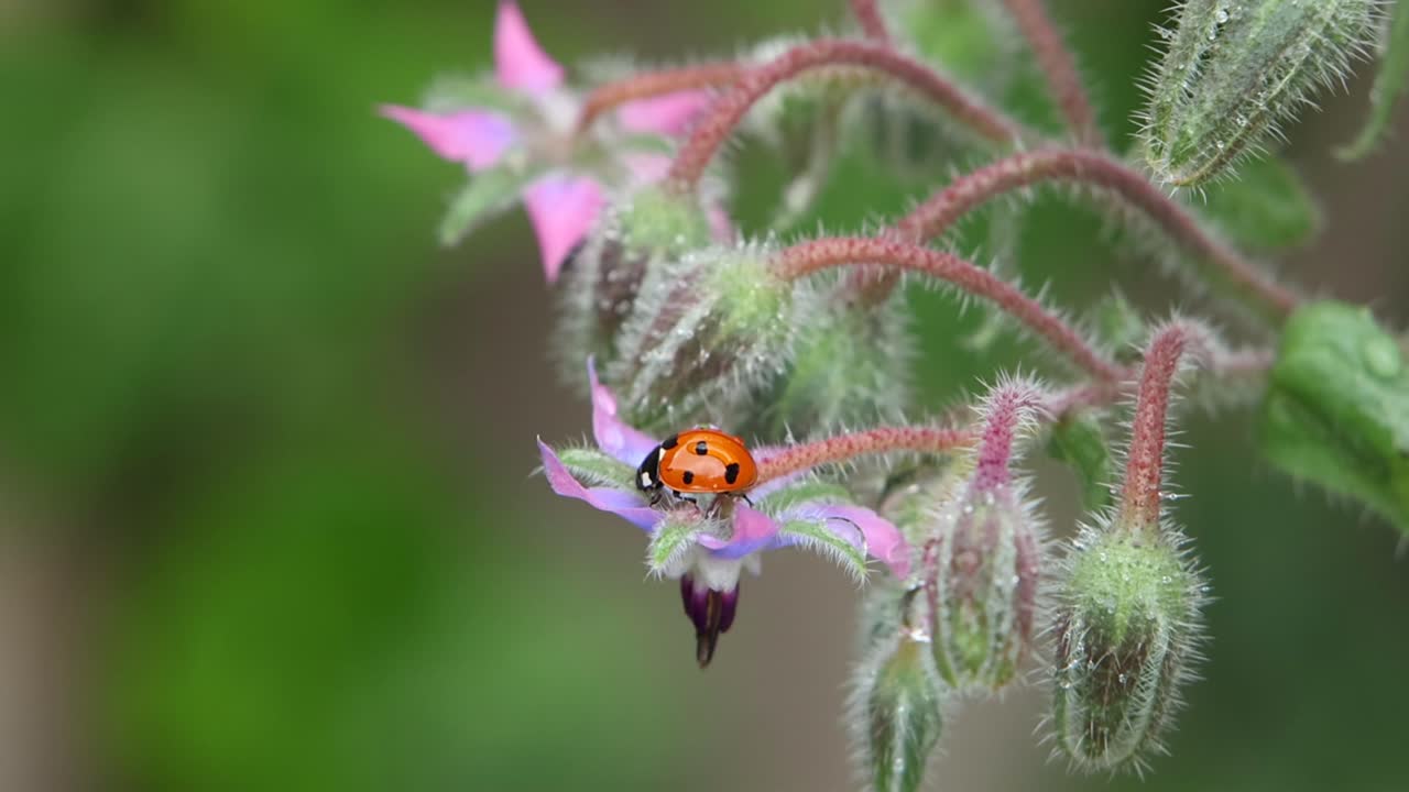 A 7-Spot Ladybird, Coccinella septempunctata, on a Borage , Borago officinalis. Summer. UK