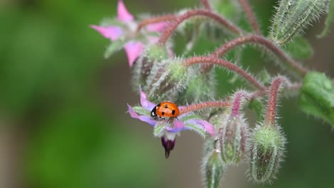 a 7-spot ladybird, coccinella septempunctata, on a borage , borago officinalis. summer. uk