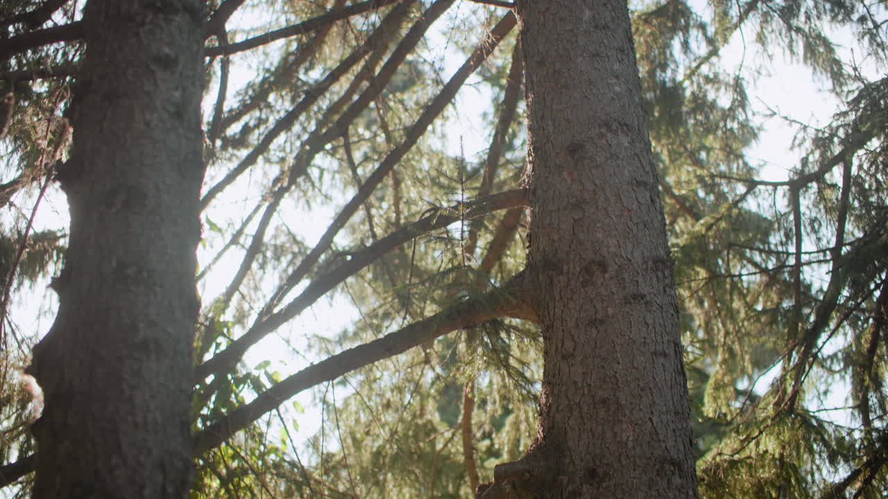 화창한 가을 숲에서 낙엽수 아래를 내려다보는 시점, 나뭇가지 사이로 햇살이 쏟아지고 부드러운 보케와 함께 고요한 나뭇잎 지붕 원근법, 배경으로 쓰기 좋은 고요한 자연 분위기