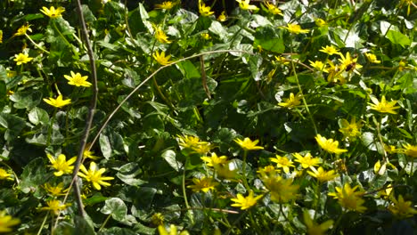 Spring-season-with-blossom-of-yellow-flowers-and-green-leaves,-a-lonely-bee-collecting-nectar