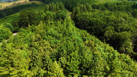 truck on winding forest road. a truck turns onto a winding road surrounded by dense green trees during a sunny day in a rural area