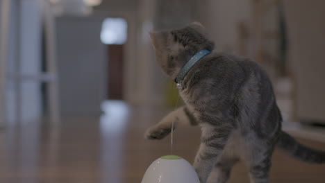 super cute little kitten playing with her butterfly toy in slow motion