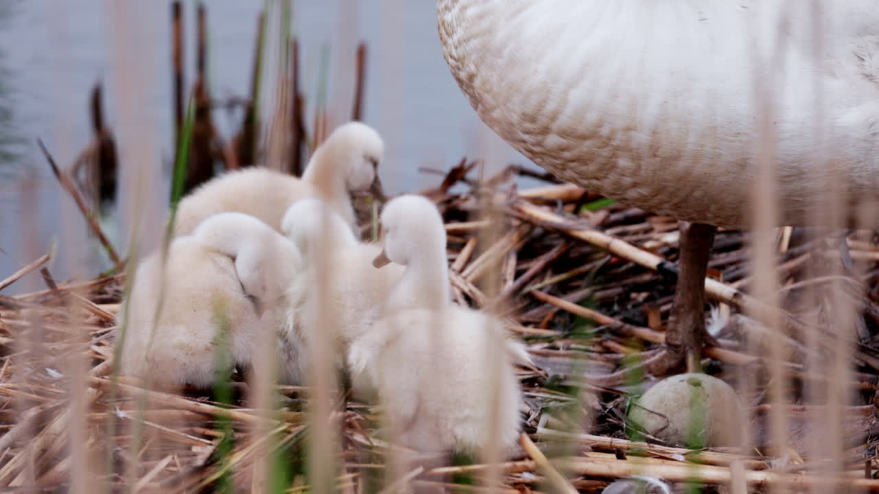A mother swan nestled in her nest with her cygnets snuggled around her.