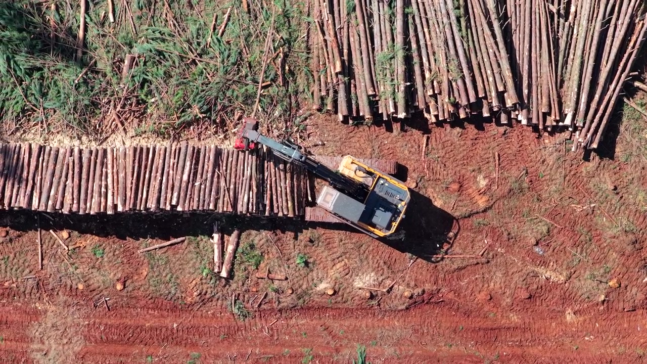 Forestry machine loads stacked pine logs on reddish soil within a commercial plantation in Misiones, Argentina, with cut timber and managed pine woodland surrounding the work area, top-down slide