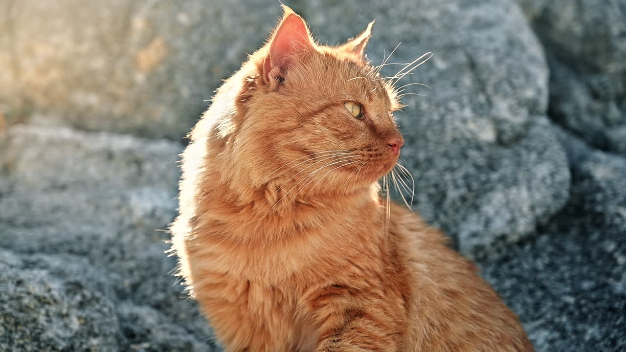 Ginger cat staying on the rocks in Greece. Slow motion