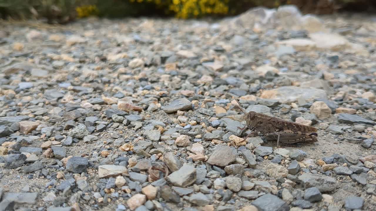 Græshoppe hopper på vej i naturen, insektspring tæt på